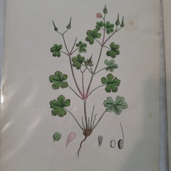 Vintage 1870 Botanical Prints Collectible - Picture 3 of 14